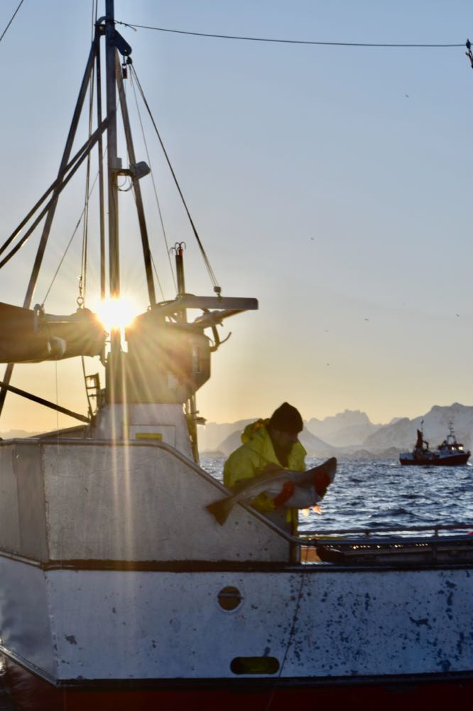 Norwegen: Skrei ist wieder MSC-zertifiziert