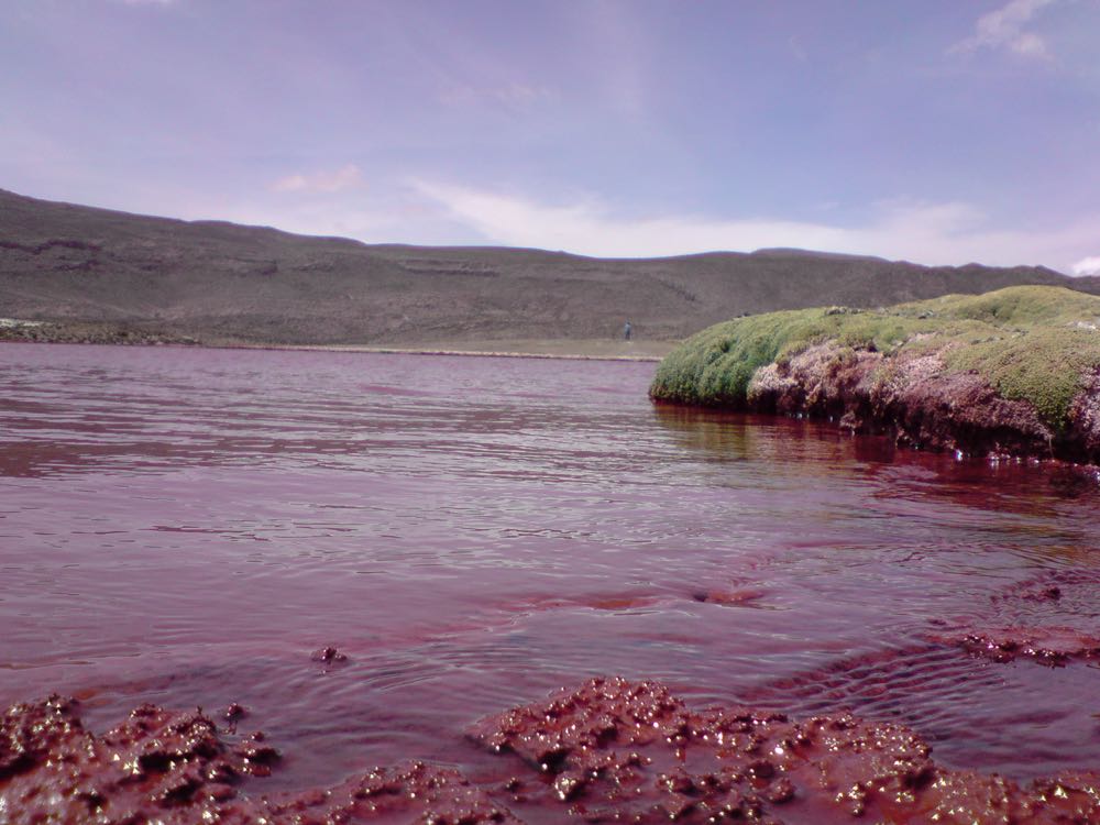 Chile: Algenblüte bedroht bis zu 80.000 Tonnen Salmoniden