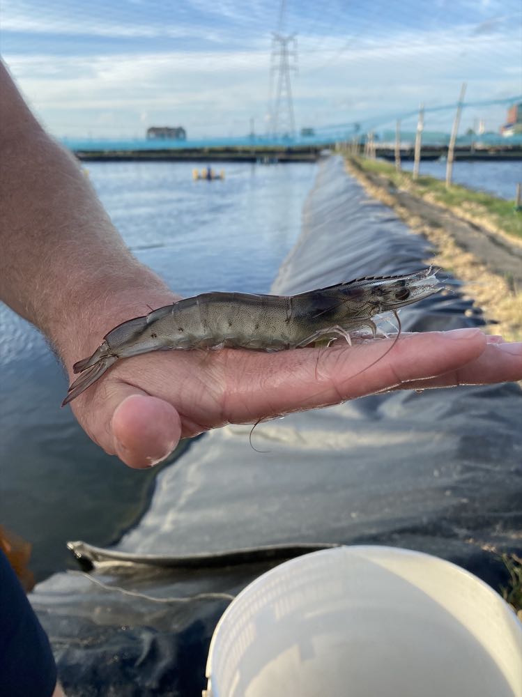 Shrimps-Markt: Rabobank erwartet "Herausforderungen" für 2024