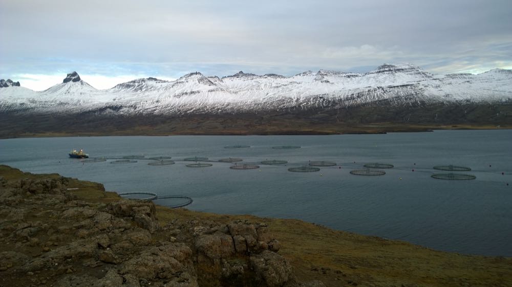 Island: Fischzucht-Branche kritisiert Gesetzespläne