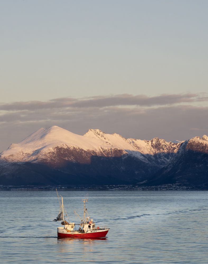 Norwegen: Ab Januar ist wieder Skrei-Saison