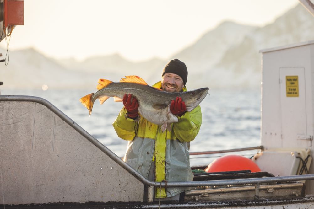 Norwegen: Ab Januar ist wieder Skrei-Saison