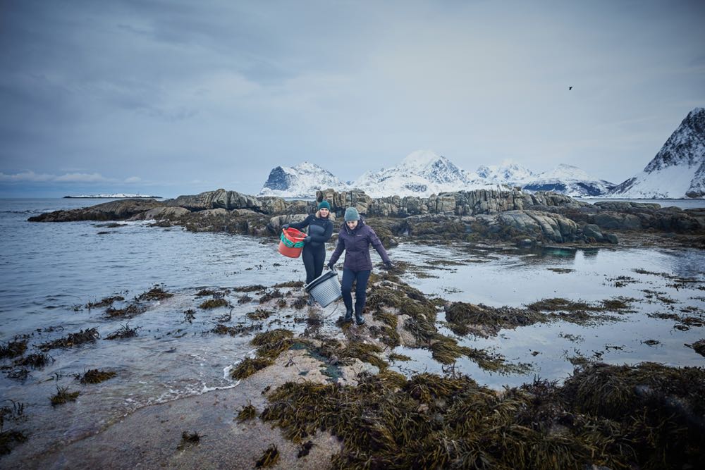 Norwegen: Ab Januar ist wieder Skrei-Saison