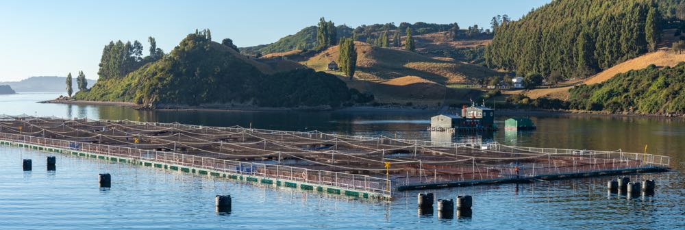 Chile: Prognosen zur Lachsproduktion 2024 differieren um 218.000 Tonnen