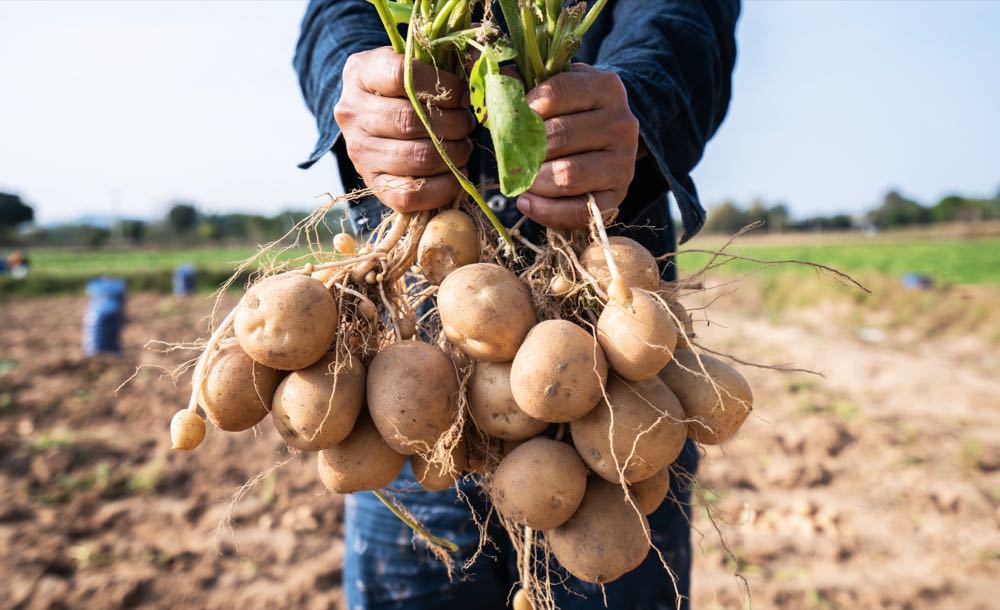 Preise für landwirtschaftliche Produkte 2023 stabil