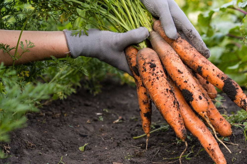 Gemüseernte 2023 um 4 Prozent gestiegen