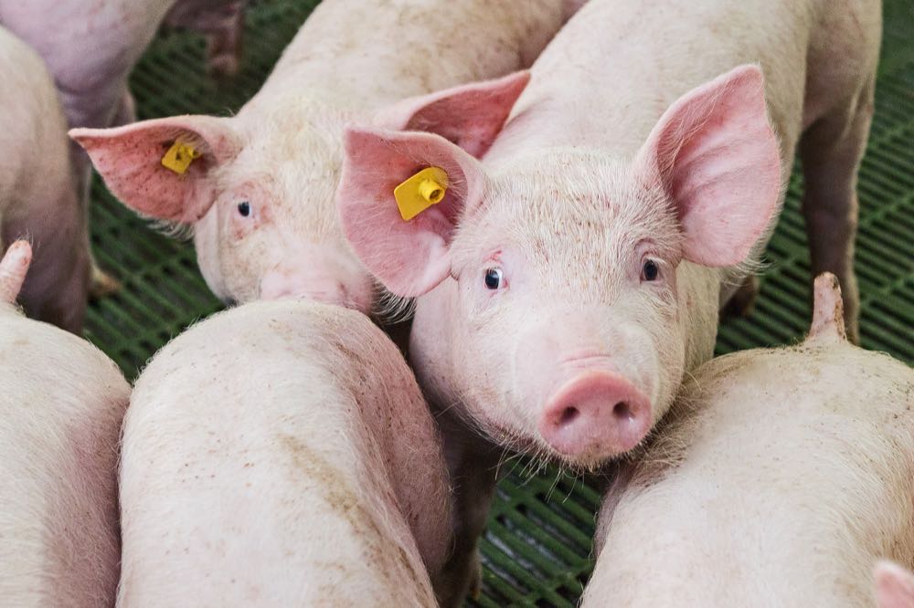 Umbau der Tierhaltung nimmt Fahrt auf