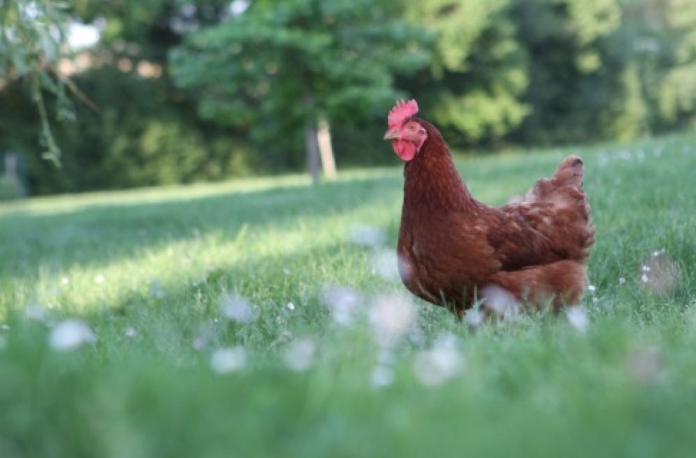 Veganuary Chicken Week soll pflanzliches Ostergeschäft befördern