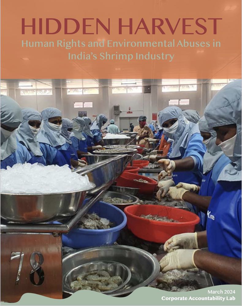 Indien: "Allgegenwärtige Arbeitsrechtsverstöße" in der Shrimp-Industrie