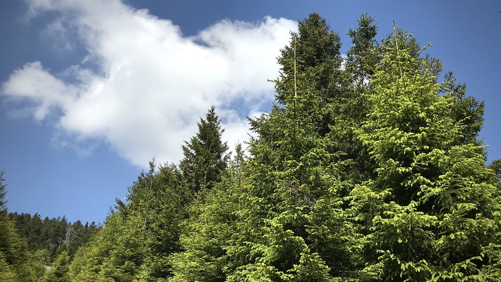 Tag des Waldes: DeSH fordert Kurswechsel in der Waldpolitik