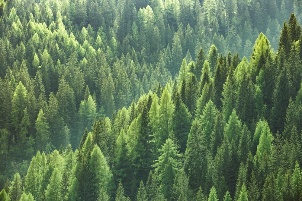 Europäische Holzindustrie fordert bei UN politische Unterstützung