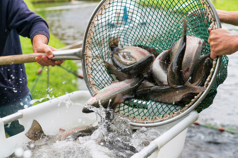 16.700 Tonnen Fisch aus deutscher Aquakultur im Jahr 2024