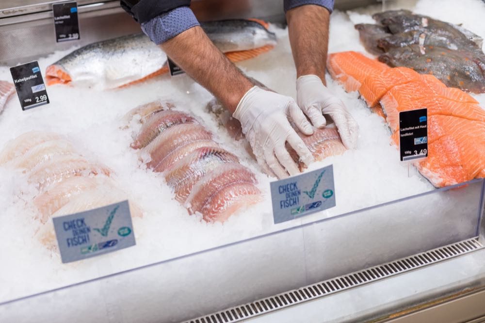 Nordsee-Seelachs verliert MSC-Zertifizierung zum 30. Juni