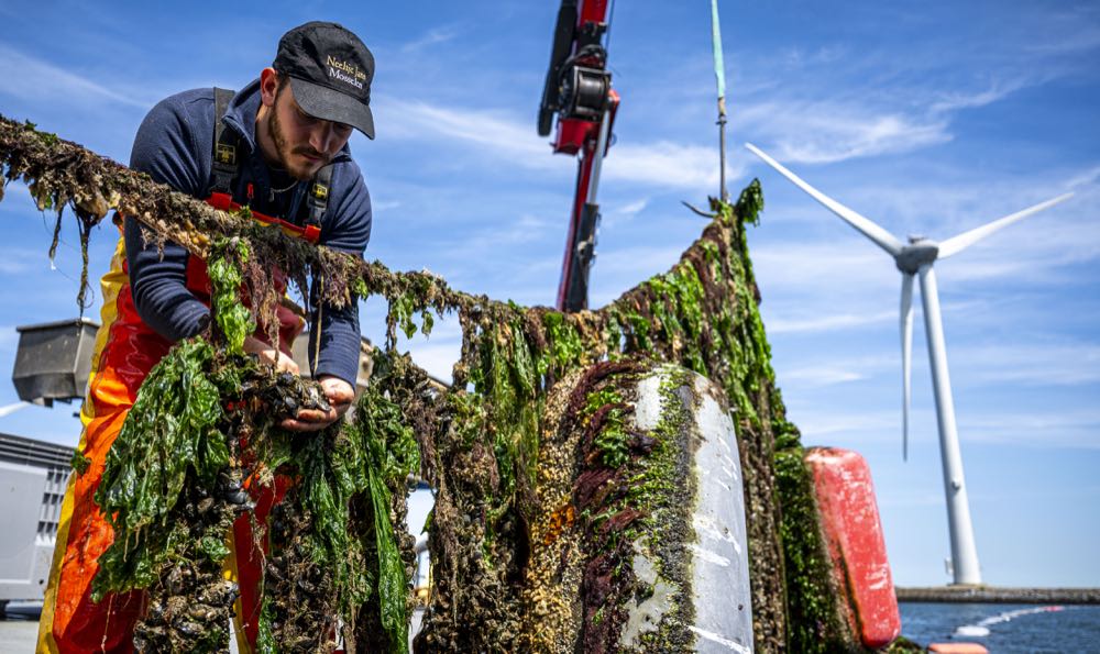 Niederlande: Saison für Muscheln aus Hängekultur eröffnet