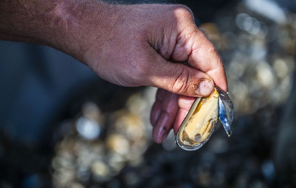 Niederlande: Saison für Muscheln aus Hängekultur eröffnet