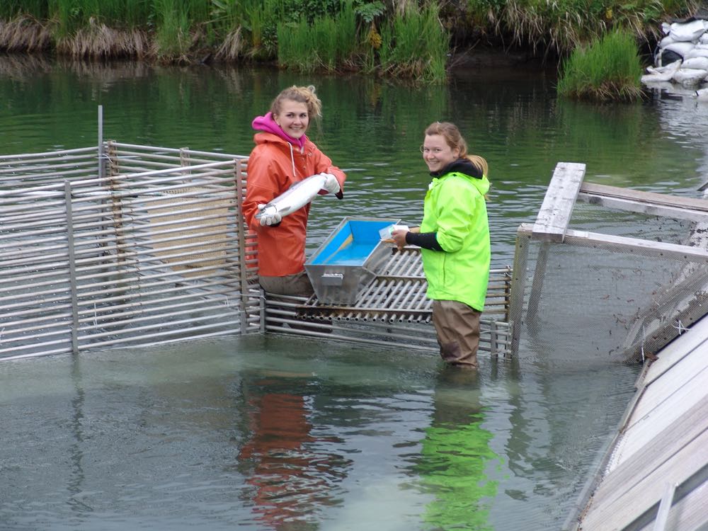 Alaska: Sockeye-Fischerei im Copper River viel schlechter als erwartet