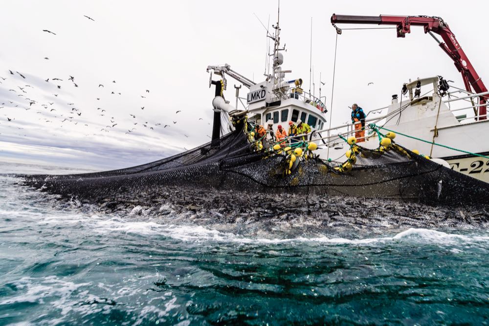 Norwegen: Hering und Makrele – geringere Mengen, höhere Preise