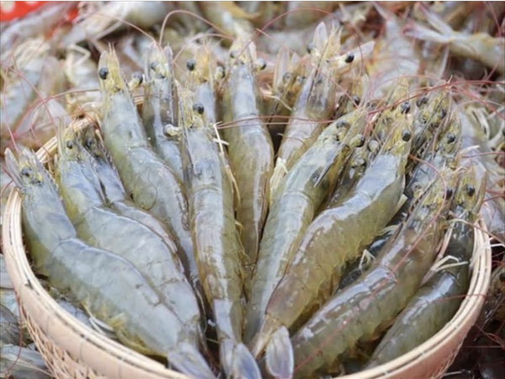 USA verhängen "rekordhohe" Zölle gegen Shrimpsexporteure aus Vietnam