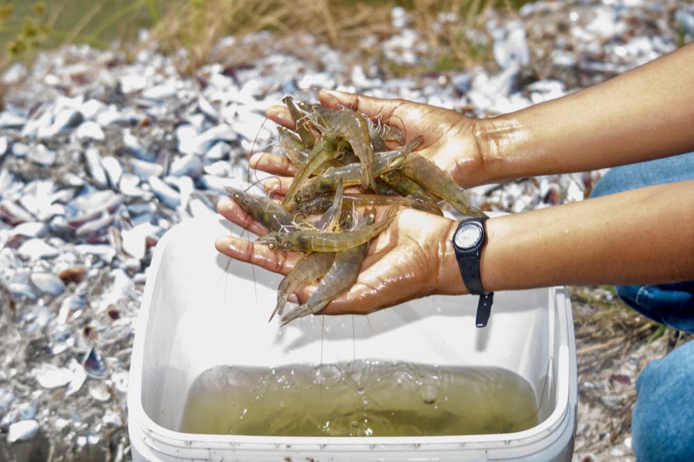 Ecuador: Erster Shrimp-Züchter beteiligt sich an ASC Improver Programme