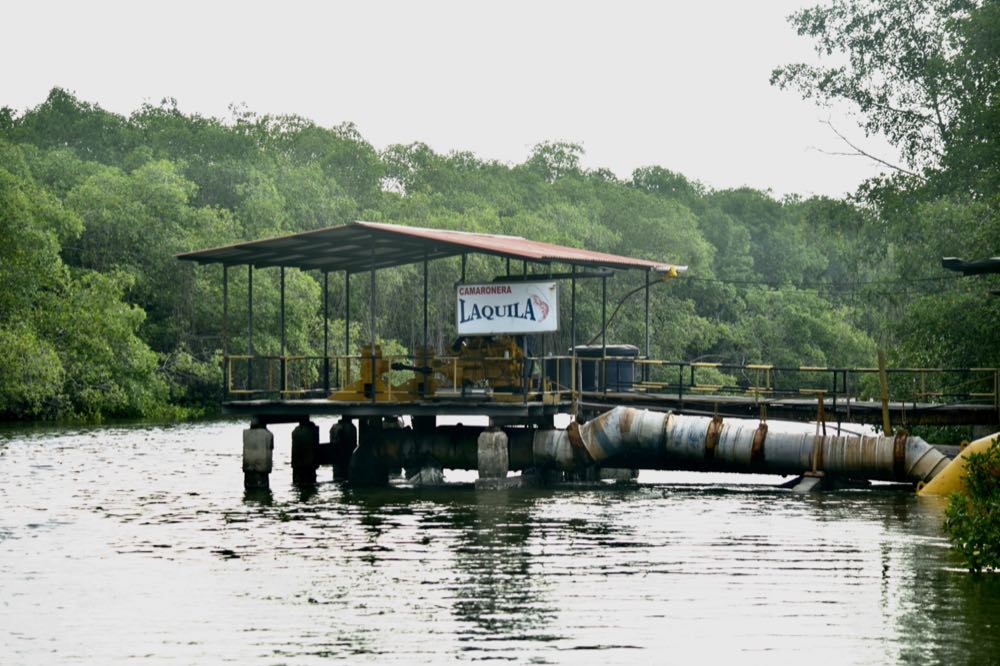 Ecuador: Erster Shrimp-Züchter beteiligt sich an ASC Improver Programme