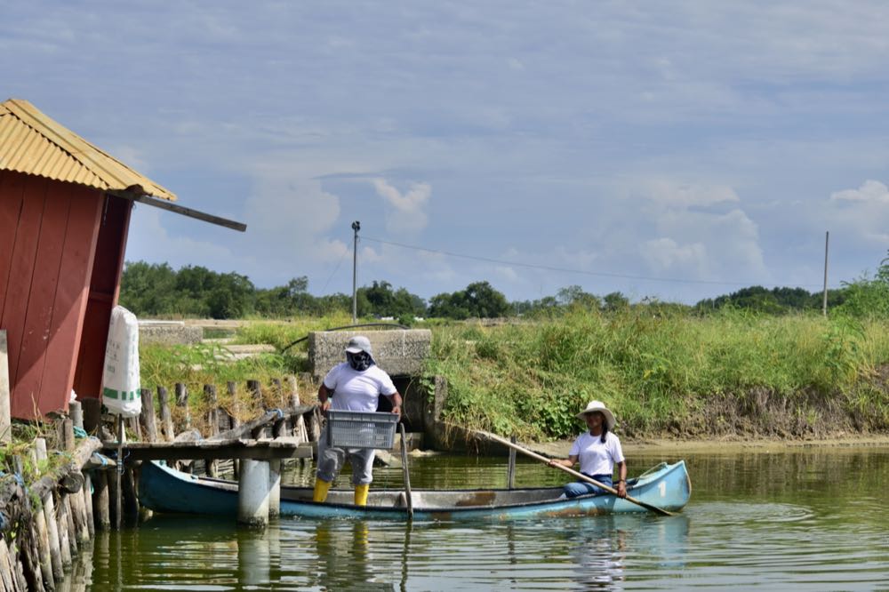 Ecuador: Erster Shrimp-Züchter beteiligt sich an ASC Improver Programme