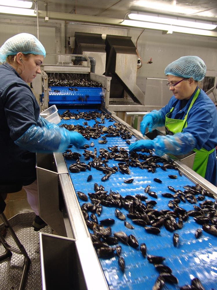 Muschelsaison 2025 startet gut zwei Wochen früher