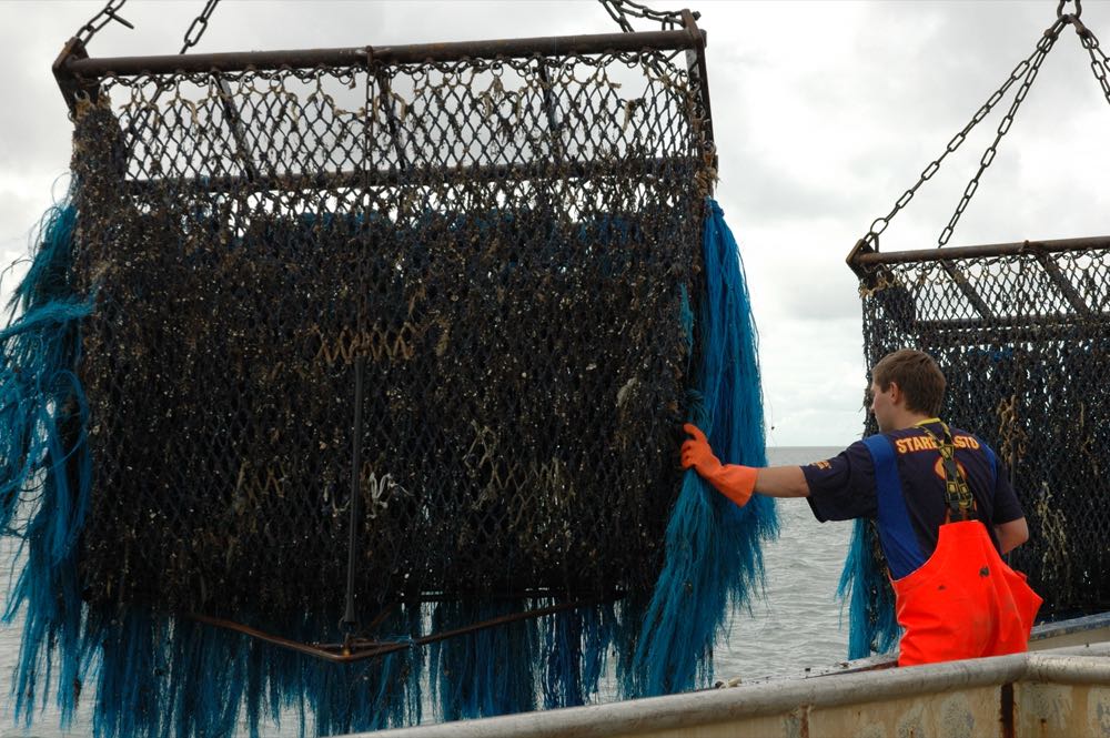 Muschelsaison 2025 startet gut zwei Wochen früher