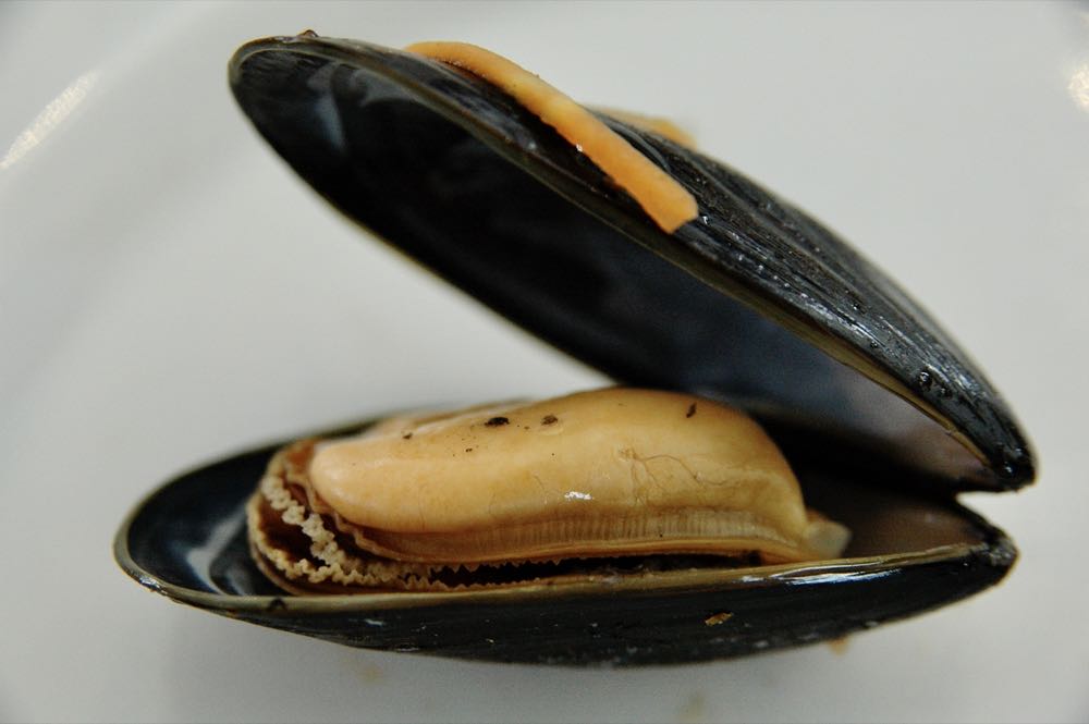 Muschelsaison 2025 startet gut zwei Wochen früher