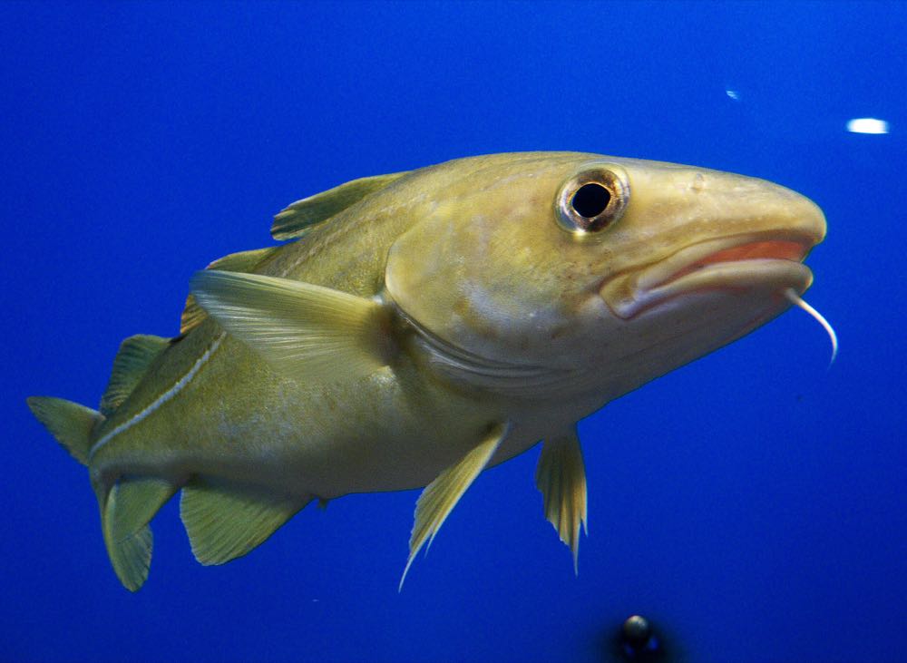 Ostsee: Fischerei führt zu immer kleineren Dorschen