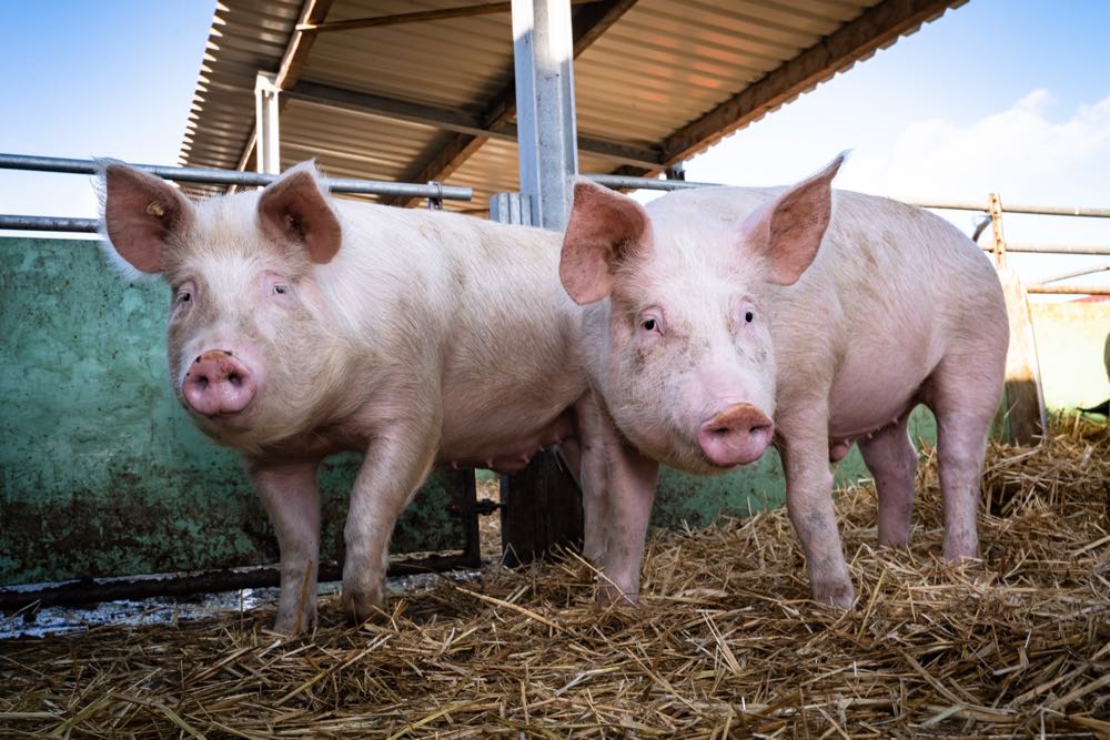 Zahl der schweinehaltenden Betriebe sinkt weiter