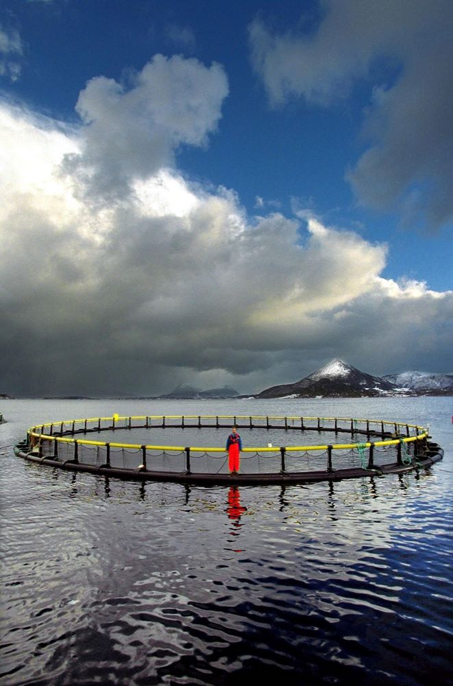 Norwegen: Behörden wollen Lachs-Sterblichkeit auf 5 % senken