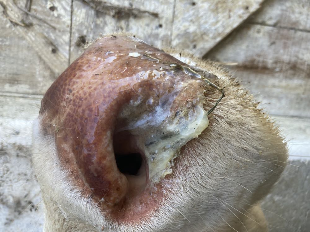 Ceva Tiergesundheit GmbH: Vakzin gegen EHD bei Rindern zugelassen