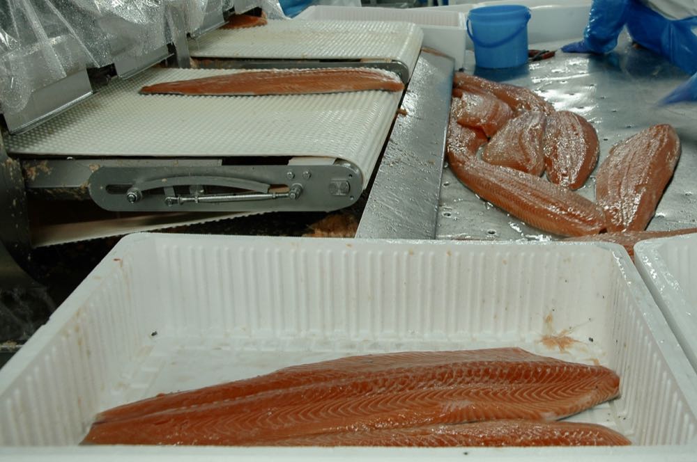 Lachs: Alarmierende Zunahme von Listerien