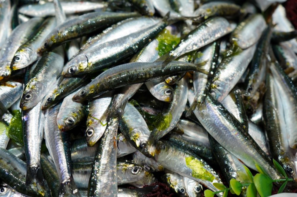 Portugal/Spanien: Fischerei auf Sardinen nach 11 Jahren wieder MSC-zertifiziert