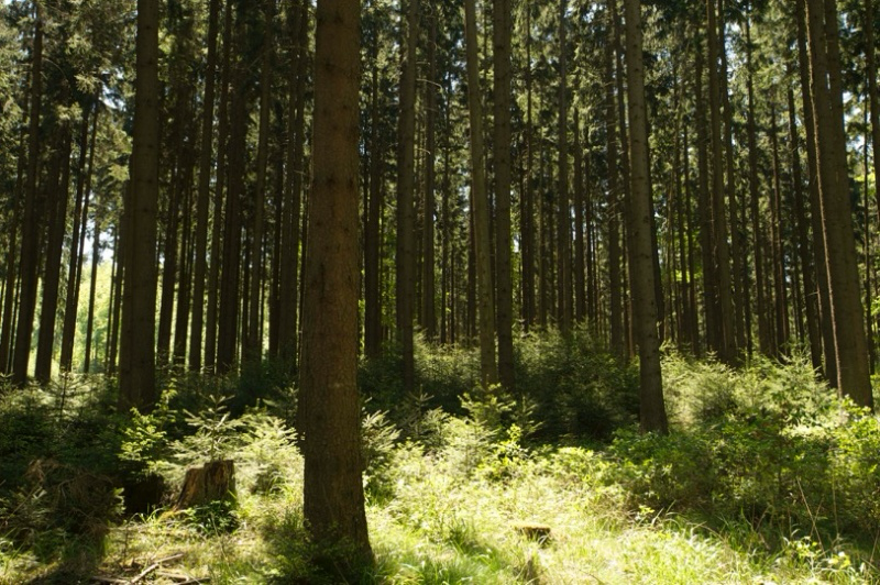 Klimaschutz braucht Holznutzung: Holzindustrie kritisiert geplante Wildnisgebiete in NRW
