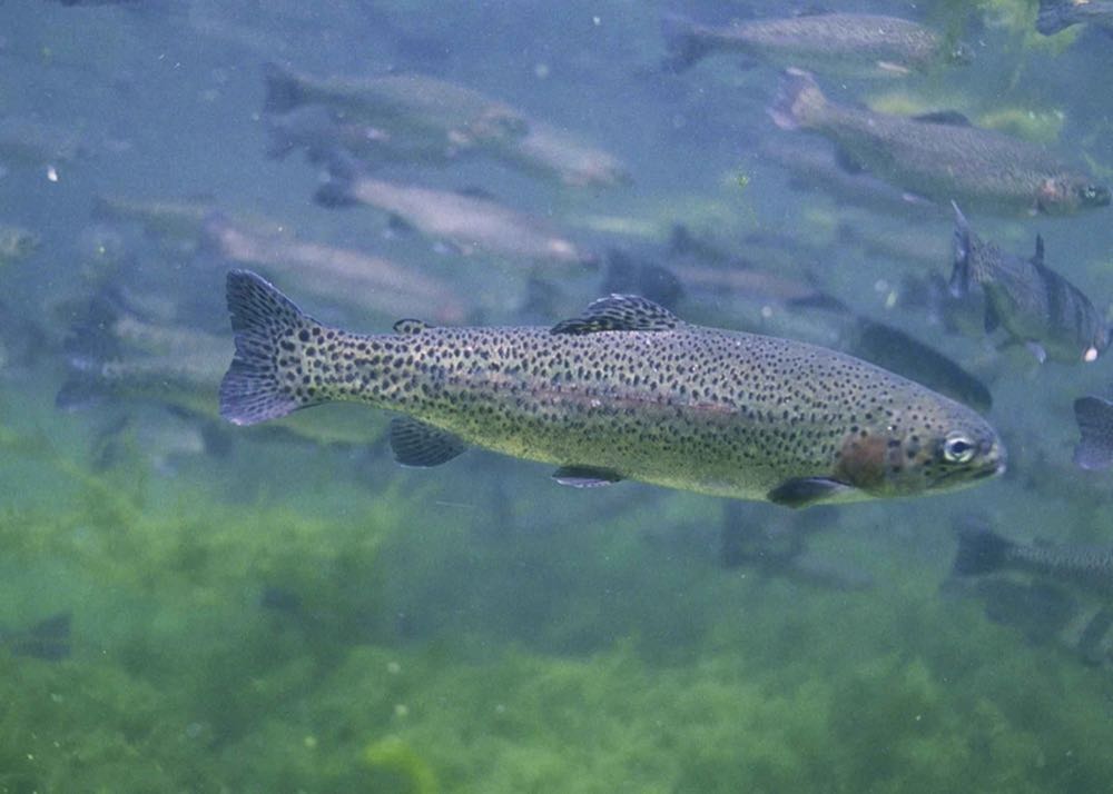 Schweden: Landgestützte Forellenzucht für 6.000 t genehmigt