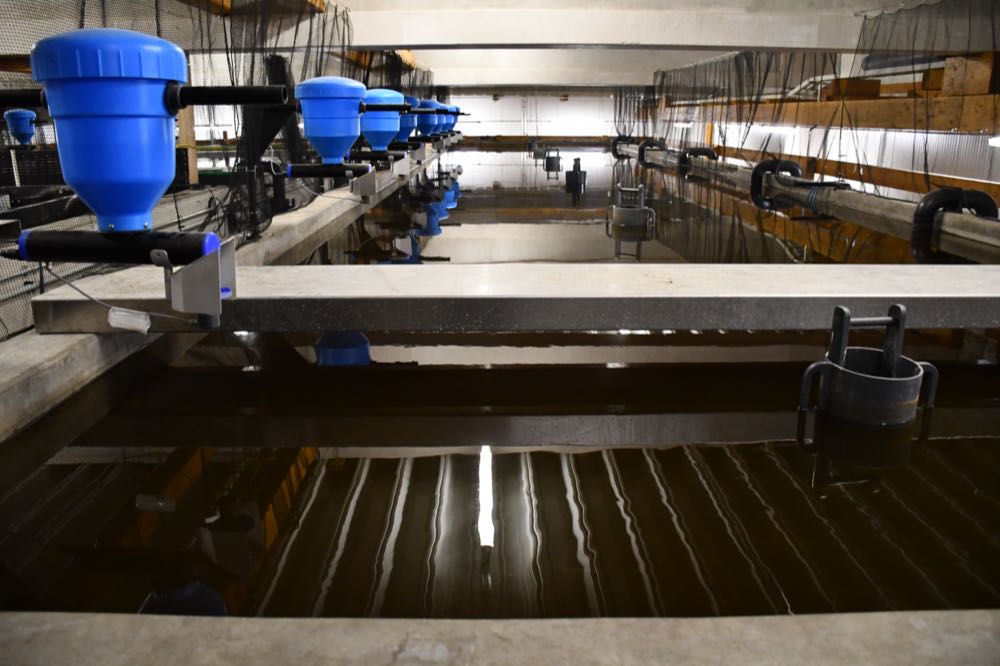 HanseGarnelen meldet Insolvenz an