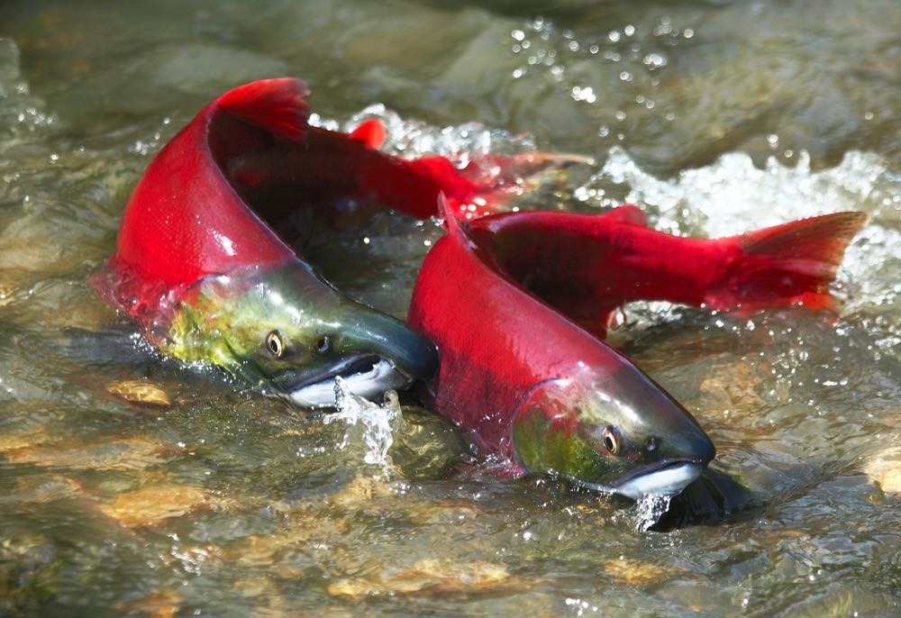 Alaska: Preise für Sockeye-Wildlachs anhaltend hoch