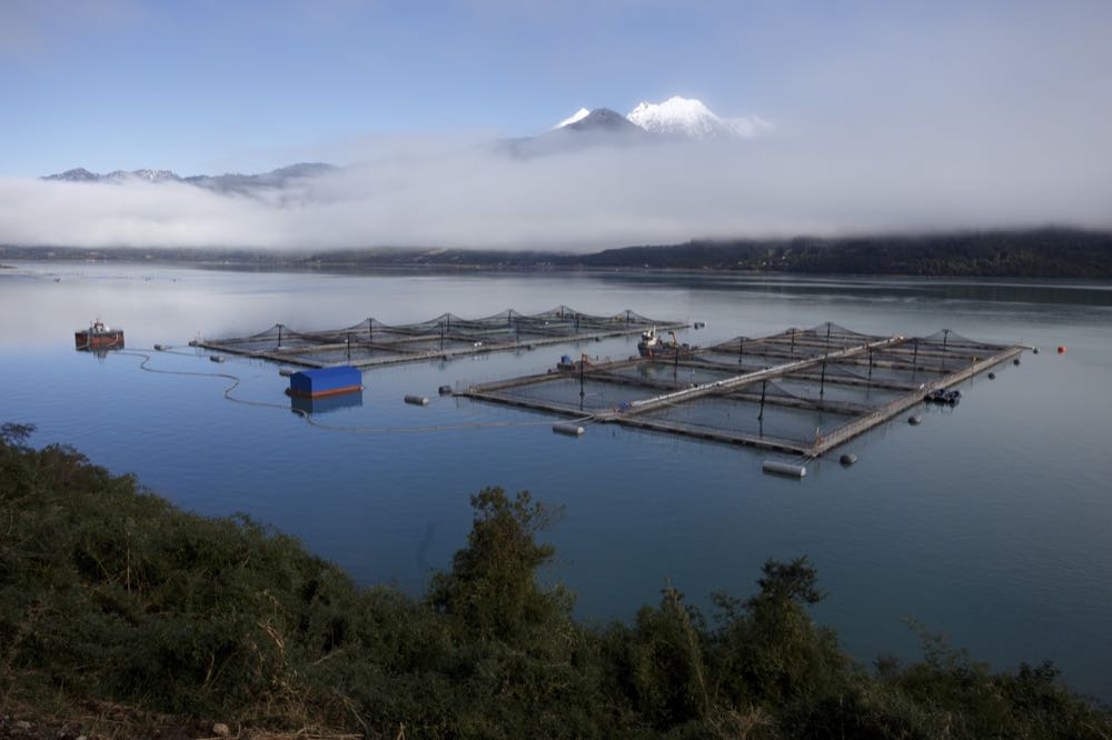 Chile exportierte weniger Lachs im 1. Halbjahr 2025