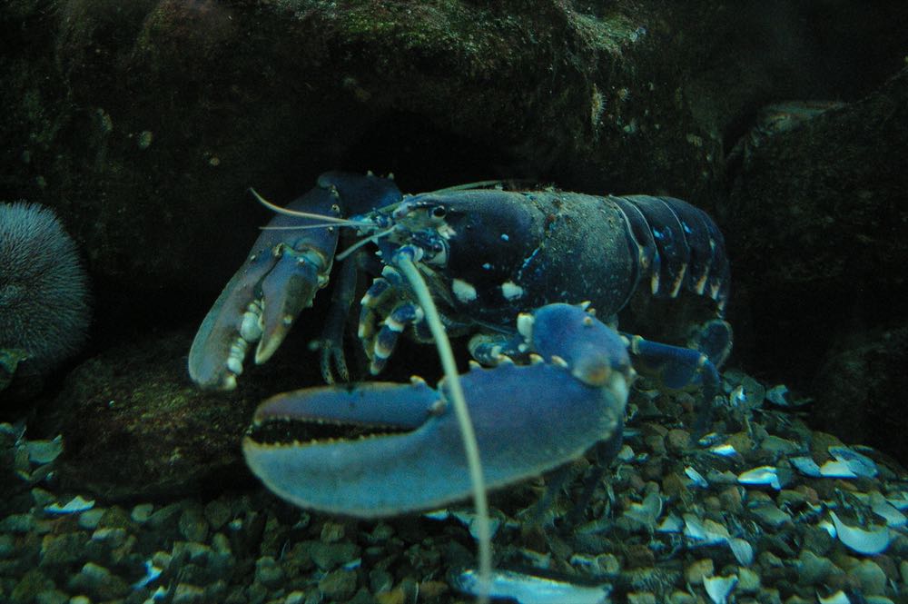 Helgoland: Illegale Fischerei auf Hummer in der Schonzeit
