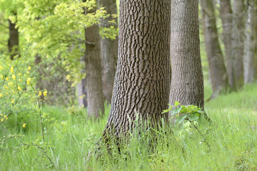 AGDW fordert Tempo: EU-Regeln praxisgerecht anpassen, Waldbesitzer entlasten