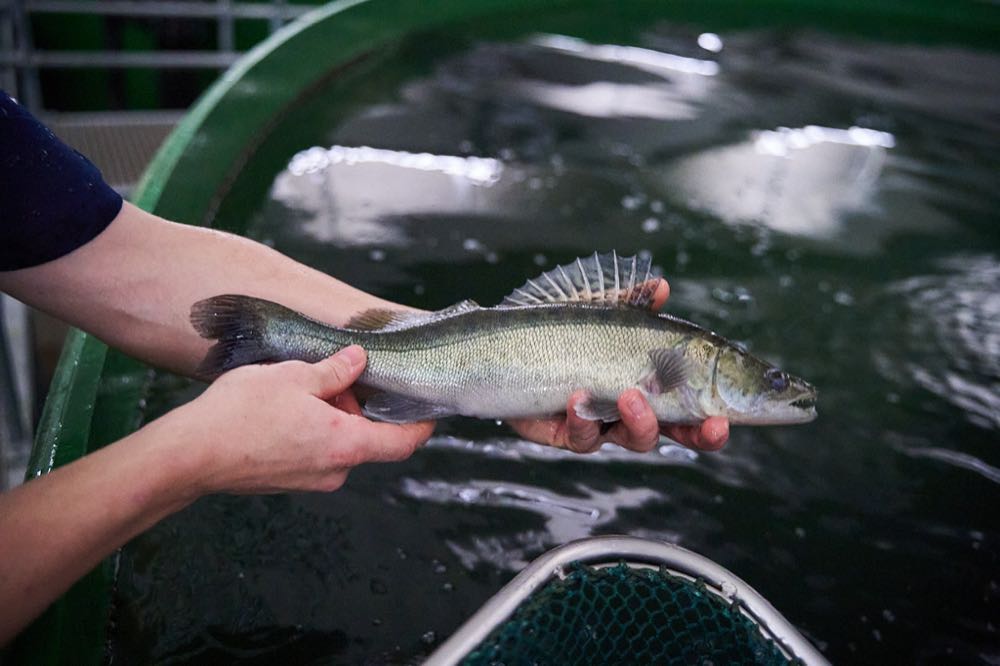 Münster: Slow Food Deutschland lädt zum "Tag der Fische 2025" ein