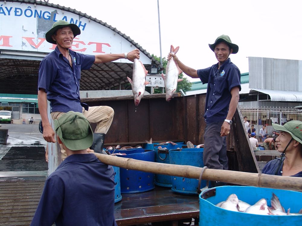Vietnam produziert als einziges Land ASC-zertifizierten Pangasius