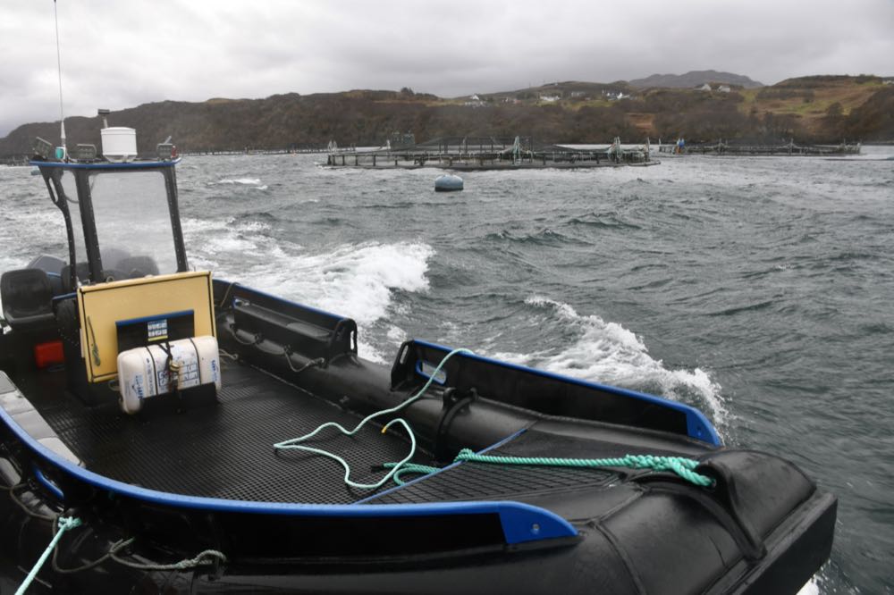 Schottland: Lachsexporte in Drittländer wachsen