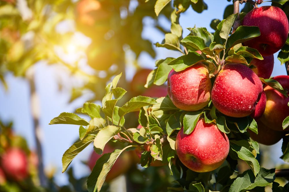 Äpfel sind das mit Abstand am meisten geerntete Baumobst in Deutschland, die wichtigsten Anbauregionen sind die Bodenseeregion und das Alte Land. Apfelernte 2025 übersteigt 1-Million-Tonnen-Marke