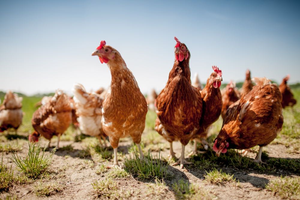 Umfrage: Nur 11,6 Prozent der Deutschen vertrauen Tierwohl-Versprechen