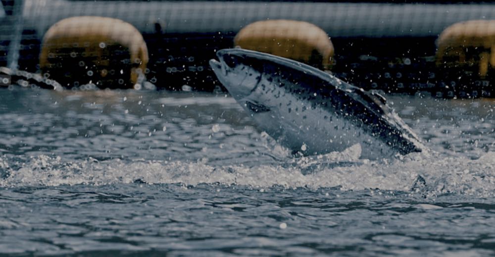 Färöer: Hiddenfjord setzt auf Wachstumsmarkt China – und auf TK-Lachs