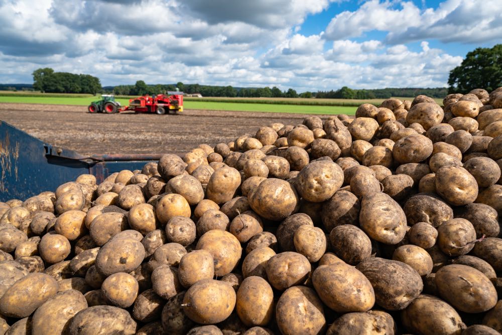 Größte Kartoffelernte seit 25 Jahren erwartet