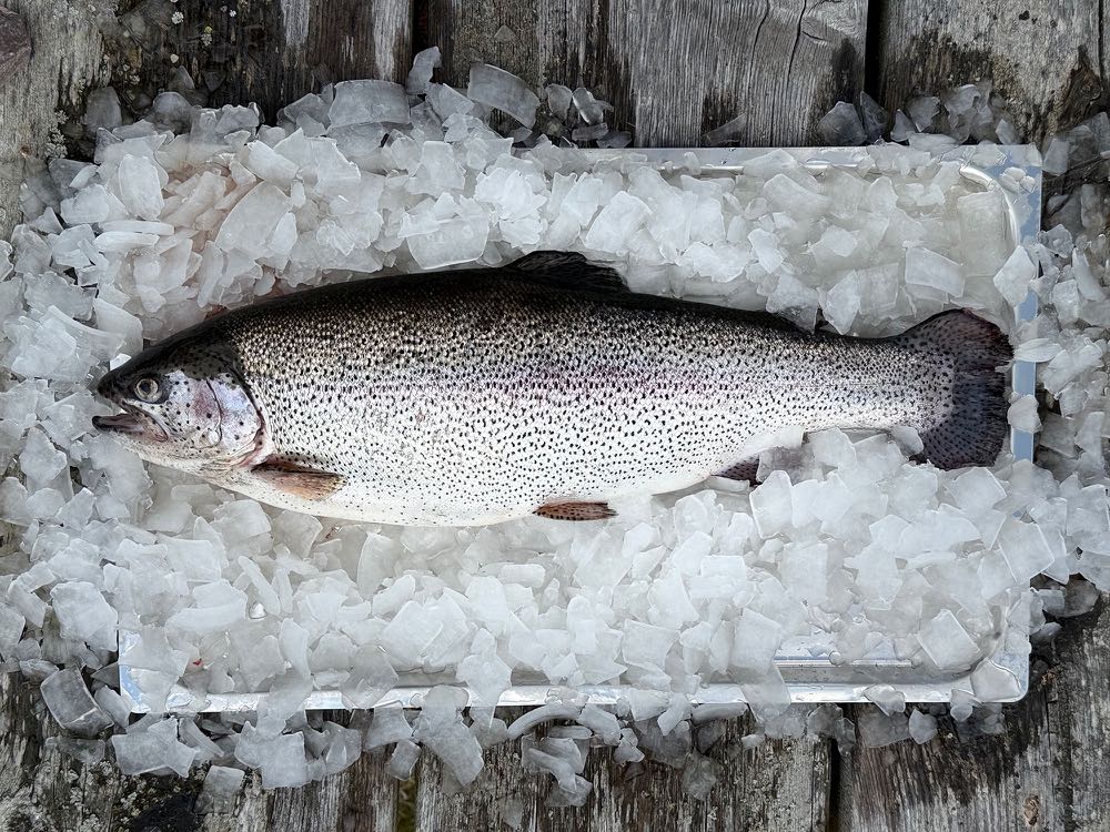 Schweden: Erster Fisch, der mit Mykoprotein ernährt wurde