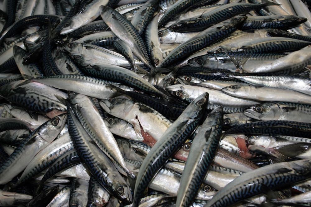 Brüssel: Europäischer Fischverband warnt vor Kürzung der Makrelenquote